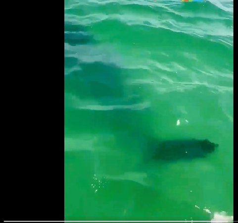 На фотографии запечатлена акула, замеченная у ашдодского побережья