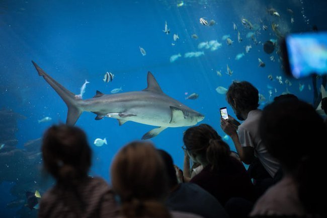 Акула в подводной обсерватории в Эйлате