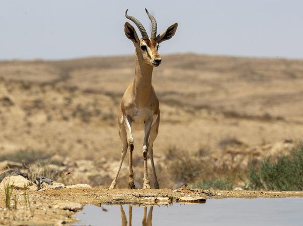 Газель-доркас в пустыне Негев