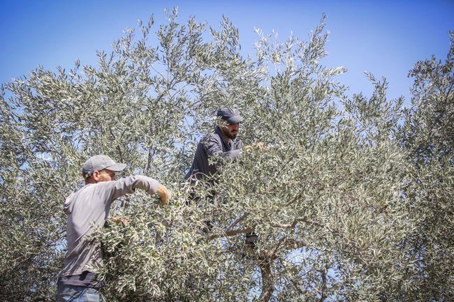 Сбор оливок в палестинской деревне в Иудее и Самарии.