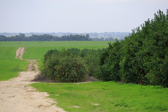 Поля на юге Израиля.