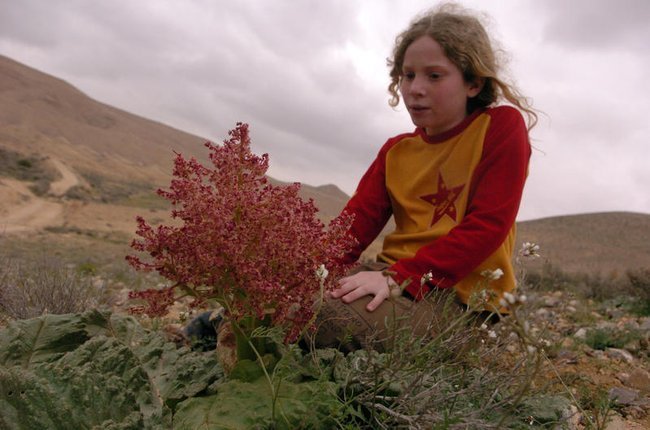 Ребенок рассматривает редкий пустынный цветок в горах Негева