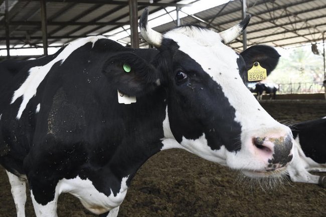 Корова в мошаве Рамот на Голанских высотах.