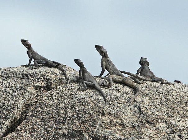 Ящерицы на скале.
