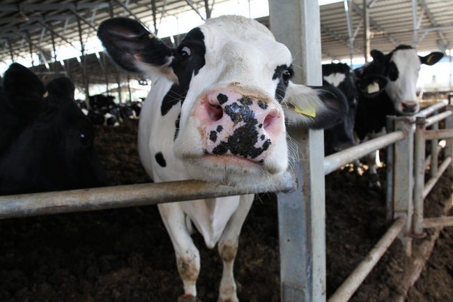 Коровы на ферме в кибуце Сарид.