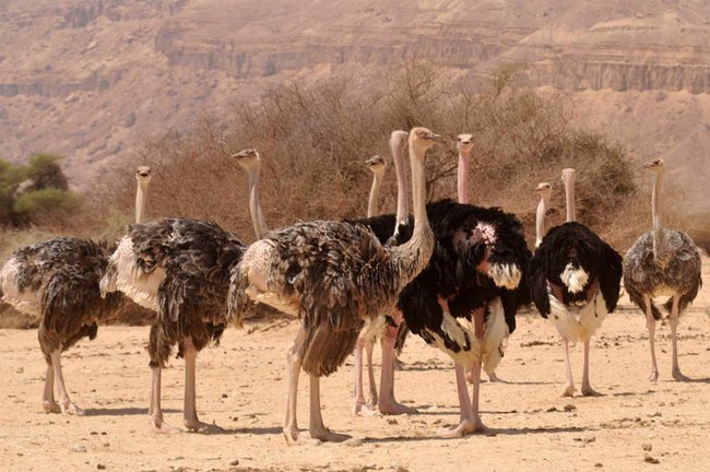 Сегодня в Израиле — новостное изображение