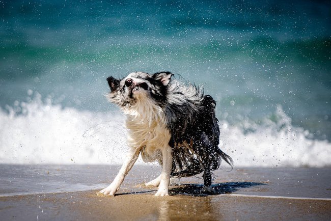 Собака в воде