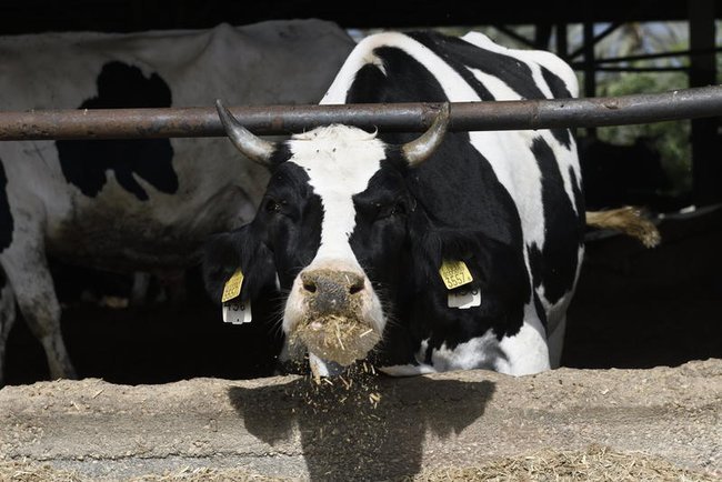 Сегодня в Израиле — новостное изображение