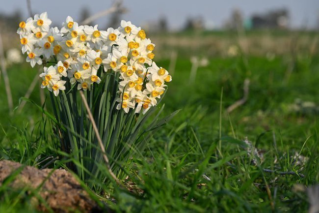 Ирисы на Голанских высотах