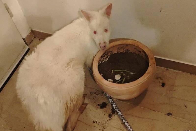 кенгуру альбинос смотрит в объектив камеры