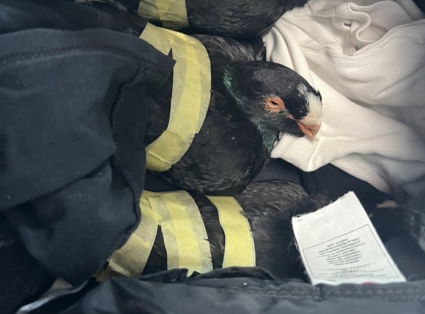 Сегодня в Израиле — новостное изображение