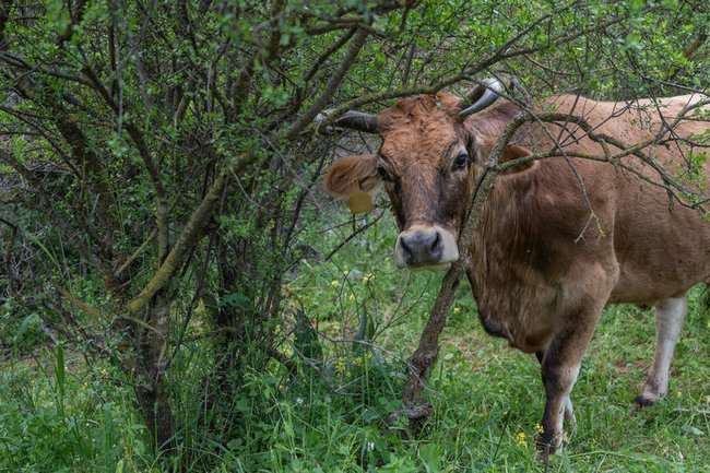 Коровы в природном заповеднике Тавор-Стрим