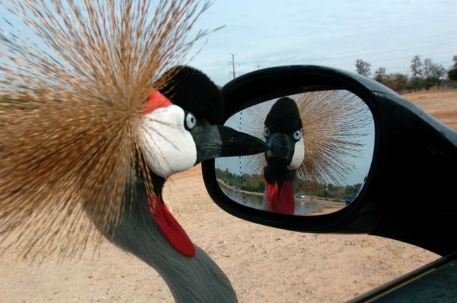 Птица смотрит на себя в зеркало в сафари