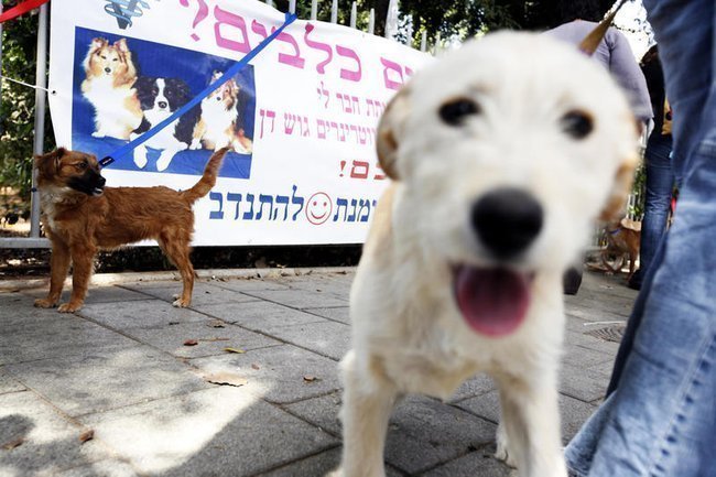 Собаки на улицах Тель-Авива.