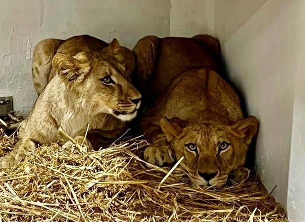 львицы по пути в зоопарк Хайфы