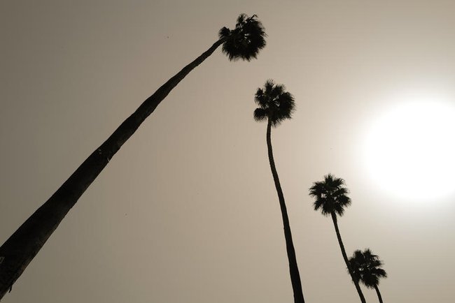 Пальмы на фоне пыльного неба