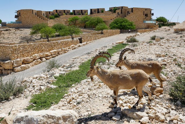 Мицпе-Рамон горные козлы и отель на фоне