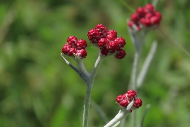 Кровь маккавеев цветы памяти