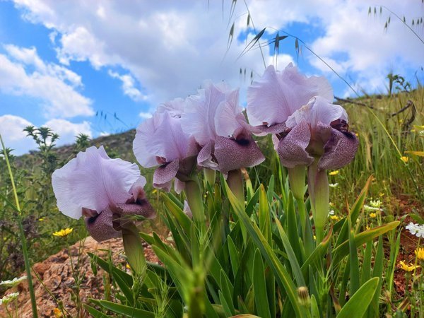 Ирис самарийский