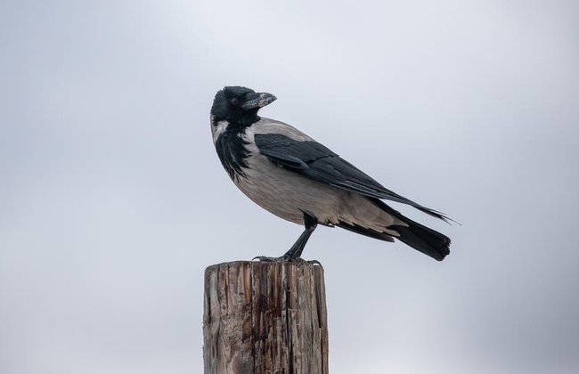 Сегодня в Израиле — новостное изображение