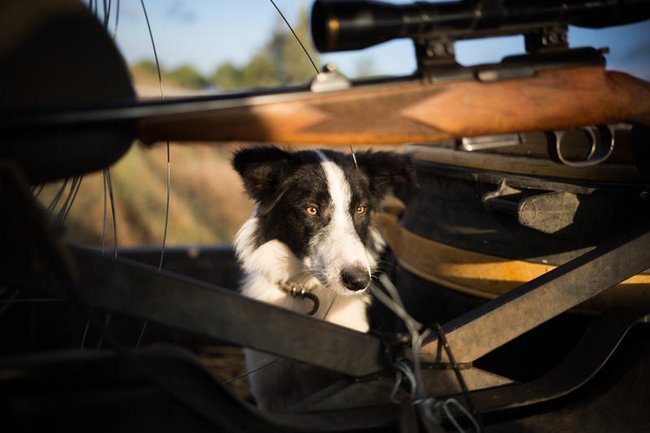 Бордер-колли — одна из пород собак, подходящих для терапии.