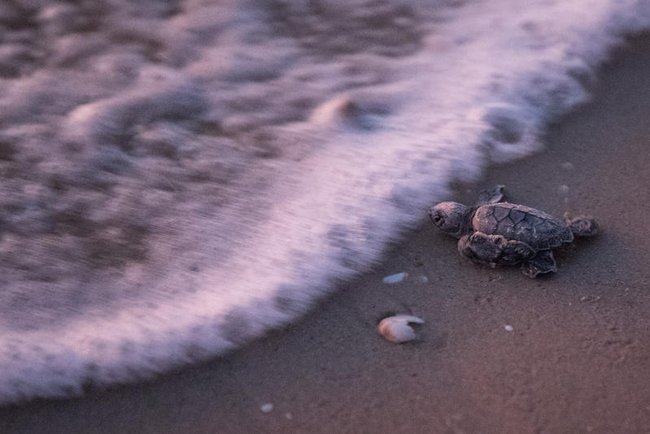 Маленький морской черепашонок ползет к морю после вылупления на пляже возле Михморета