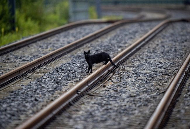 Черная кошка на железнодорожных путях в Германии