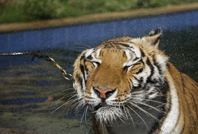 Тигр стряхивает воду после купания в бассейне