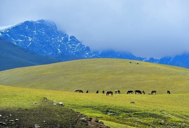 Лошади в горах Тянь-Шаня, Кыргызстан