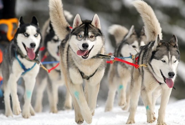 Собаки породы хаски — символы стартапа Huskeys.