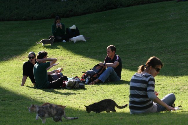 Сегодня в Израиле — новостное изображение