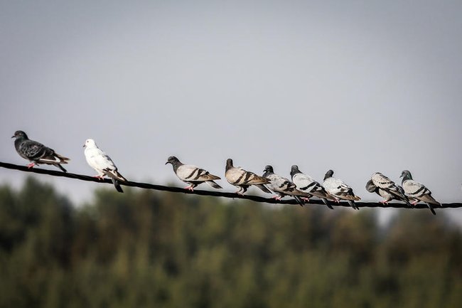 Сегодня — новостное изображение