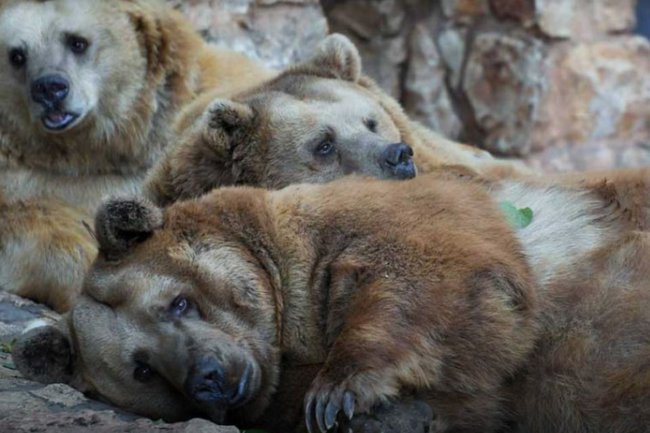 Сегодня в Израиле — новостное изображение